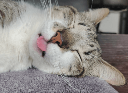 Gato descansando con la lengua afuera, representando calma, descanso y desconexión digital