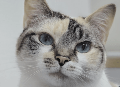 Gato en primer plano con mirada serena, simbolizando tranquilidad y bienestar en lo cotidiano