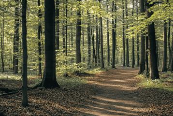 Sendero en bosque rodeado de árboles, simbolizando conexión con la naturaleza y equilibrio interior